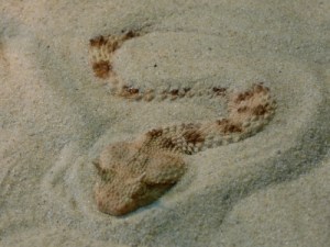 © Dieter Schütz / pixelio.de